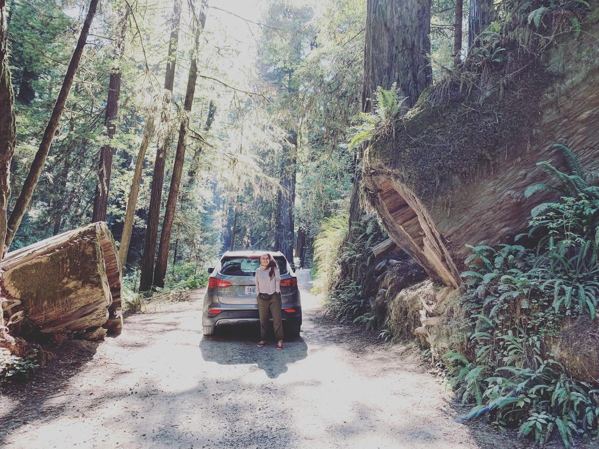 Ahira stands next to majestic Redwoods in far northwestern California in August 2019